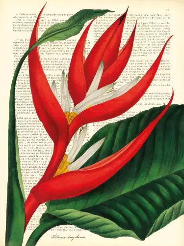 MondiLab Vintage botany heliconia  (102746)