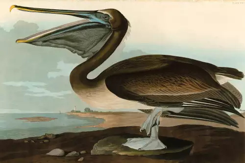 MondiLab Brown Pelican  (102775)