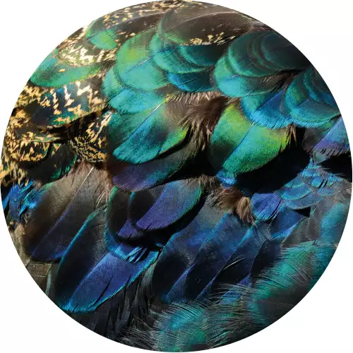 MondiLab Colorful peacock feathers (102807)