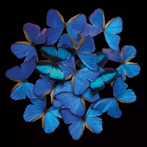 MondiLab Blue butterfly explosion  (103524)